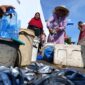 Maria Nona Saidah, warga Waidoko, Kelurahan Wolomarang, Kecamatan Alok Barat, Kabupaten Sikka sedang menjual ikan di tempat penjualan ikan (TPI). Foto: Mia Margareta Holo