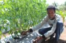 Keterangan foto: Stanislaus Nong saat berada di kebun holtikultura yang diusahakannya di Dusun Luah, Desa Hoder, Senin (10/8/2026) pagi. Foto: Mario Sina.