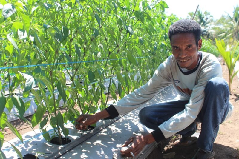 Keterangan foto: Stanislaus Nong saat berada di kebun holtikultura yang diusahakannya di Dusun Luah, Desa Hoder, Senin (10/8/2026) pagi. Foto: Mario Sina.