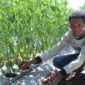 Keterangan foto: Stanislaus Nong saat berada di kebun holtikultura yang diusahakannya di Dusun Luah, Desa Hoder, Senin (10/8/2026) pagi. Foto: Mario Sina.