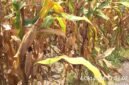 Tanaman jagung siap panen pada lahan penangkaran benih jagung milik Pit Padji di Desa Magepanda, Sikka.