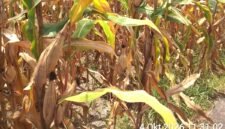 Tanaman jagung siap panen pada lahan penangkaran benih jagung milik Pit Padji di Desa Magepanda, Sikka.