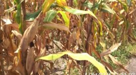 Tanaman jagung siap panen pada lahan penangkaran benih jagung milik Pit Padji di Desa Magepanda, Sikka.