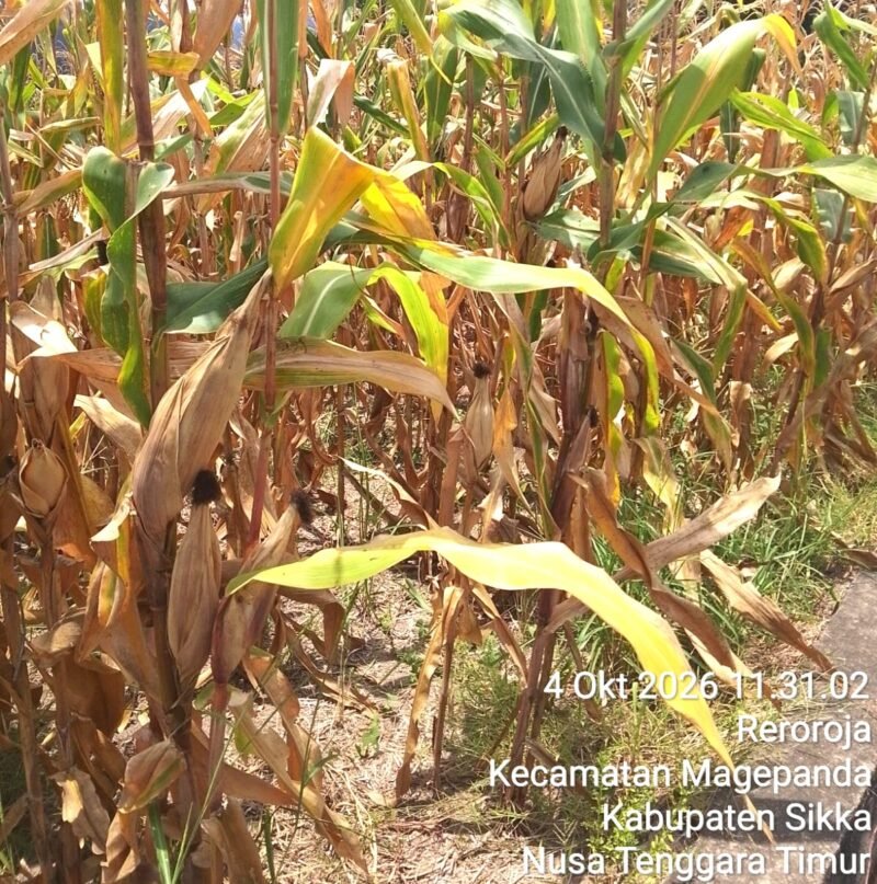 Tanaman jagung siap panen pada lahan penangkaran benih jagung milik Pit Padji di Desa Magepanda, Sikka.