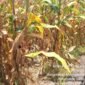 Tanaman jagung siap panen pada lahan penangkaran benih jagung milik Pit Padji di Desa Magepanda, Sikka.
